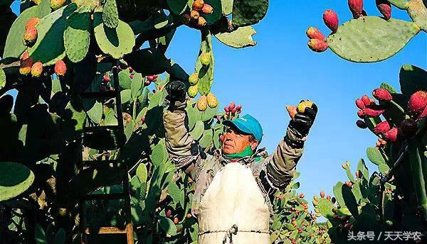 世界出名的十种稀奇水果,世界十大奇异生物你见过几种