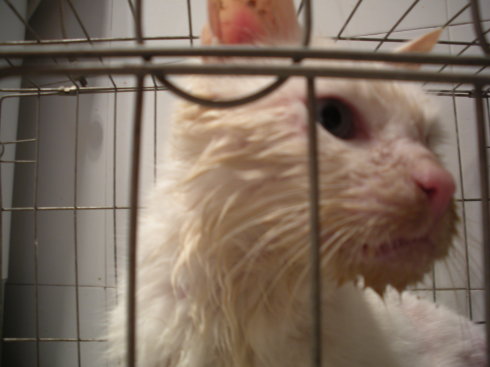 猫口腔炎初期吃什么药最好,猫口腔炎怎么治疗最有效