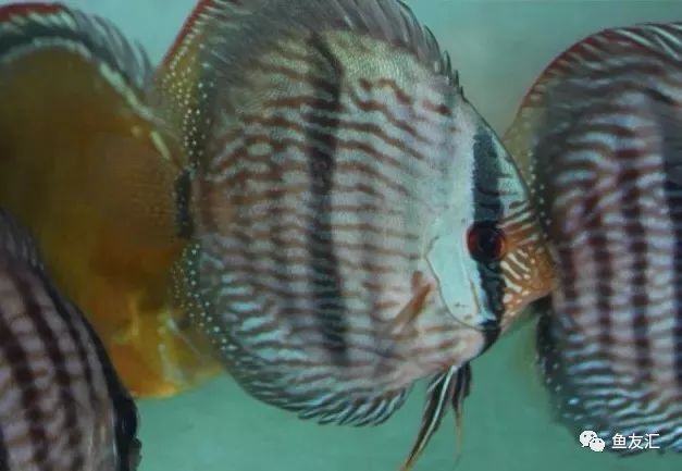 野彩和家彩的饲养区别,野彩到底好不好养