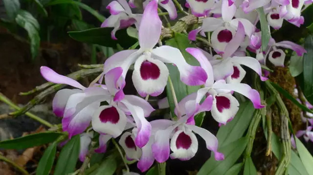 农村常见的100种植物,100种常见草本植物