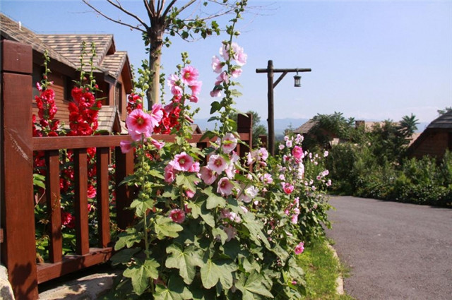 农村常见的100种植物,100种常见草本植物