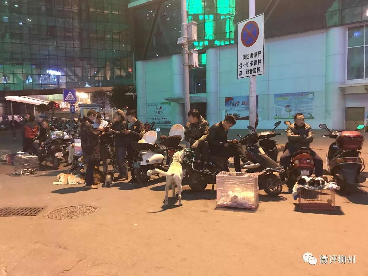 柳州买狗买猫好去处,广西柳州最大最正规狗市在哪里