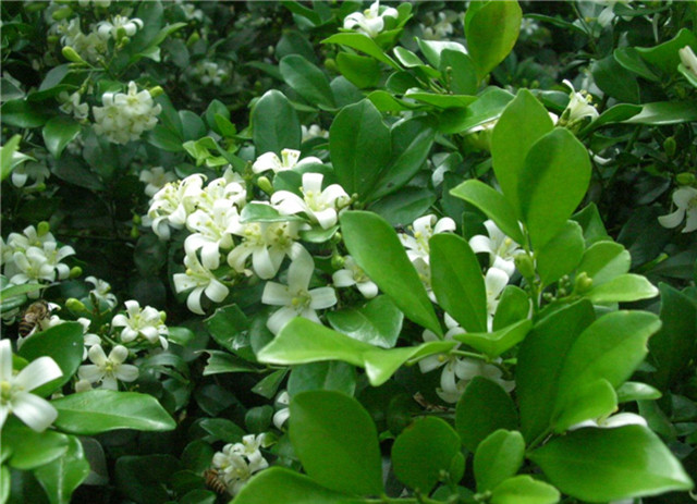 农村常见的100种植物,100种常见草本植物