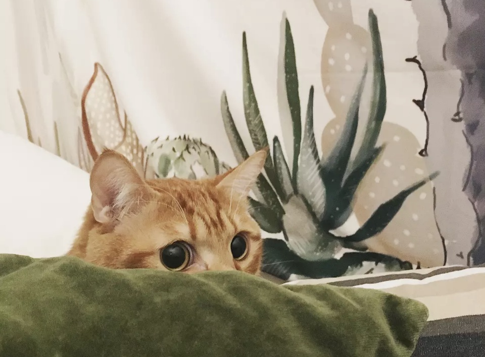 猫零食推荐豆瓣,猫咪零食推荐特价