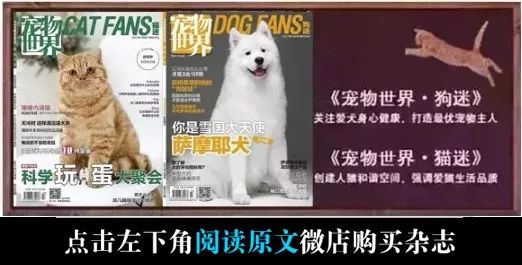 萨摩耶犬怎么判断健康,萨摩耶犬怎么养才是不生病