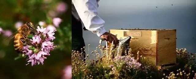 娇兰第三代黄金复原蜜好不好用,娇兰复原蜜50ml和30ml味道不一样