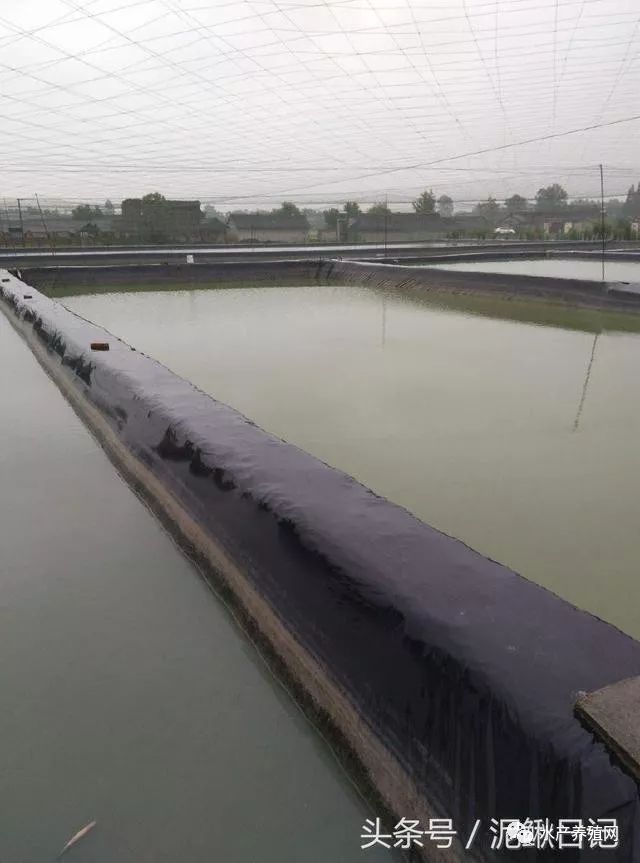 池塘会渗水漏水？老司机教你这么做，效果挺好的！