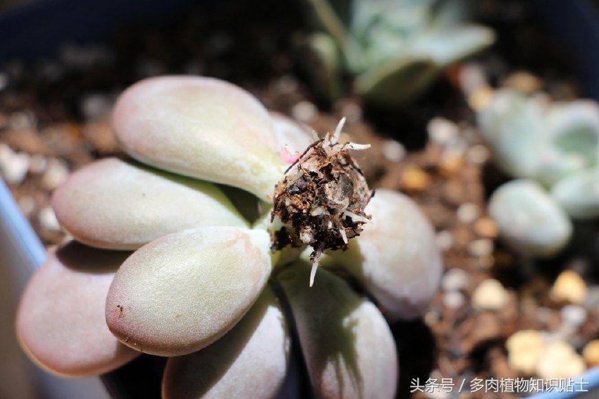 网购的多肉收到货怎么盆栽,脱土多肉收到后怎么处理