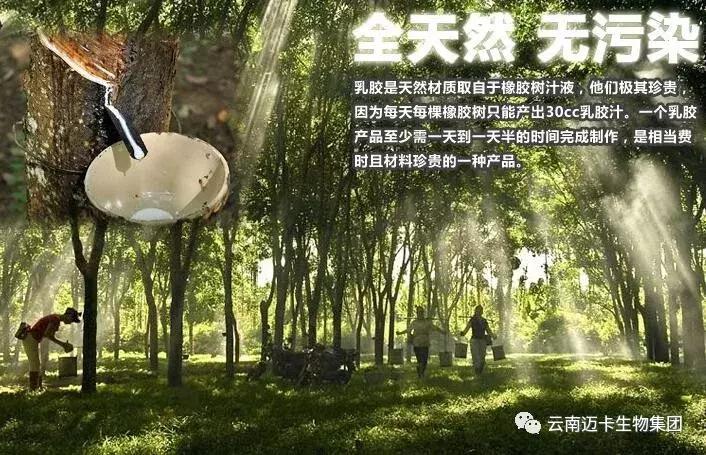 泰国皇家乳胶官网,泰国乳胶枕头骗局