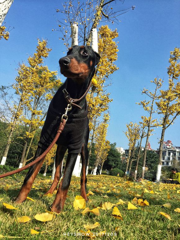 公园里的红狗HEYSHOW俘虏了0-80岁的芳心