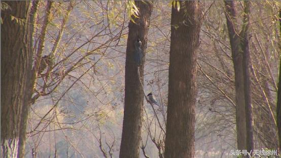 徐州为什么是候鸟栖息地,徐州候鸟