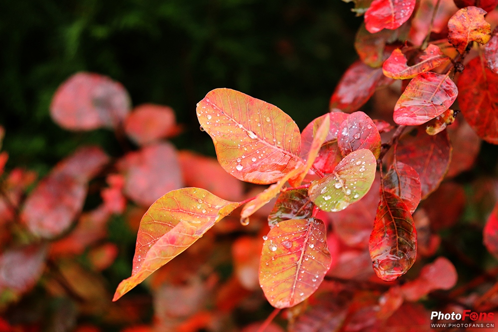 佳能eos800d摄影视频,佳能eos800d拍出来是黑白的