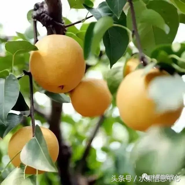 梨子的品种与产地,梨子品种及产地