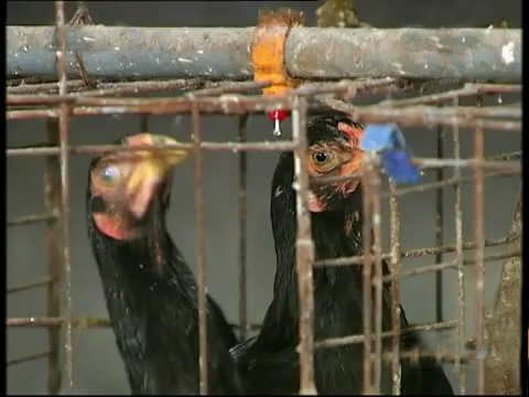 斗鸡苗养殖方法,斗鸡的养殖视频大全