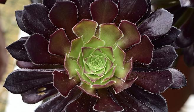 花卉黑法师怎么养,多肉黑法师的养殖技巧