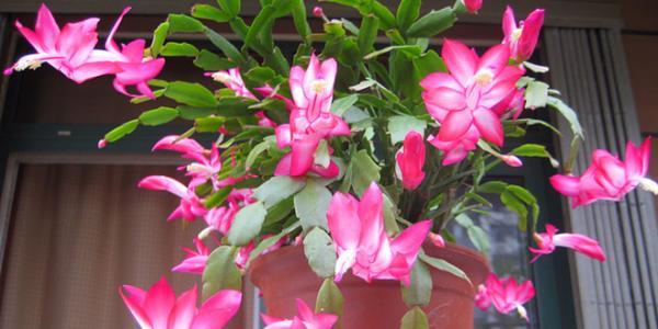 养花的知识大全及养护方法,学会这几个养花小技巧