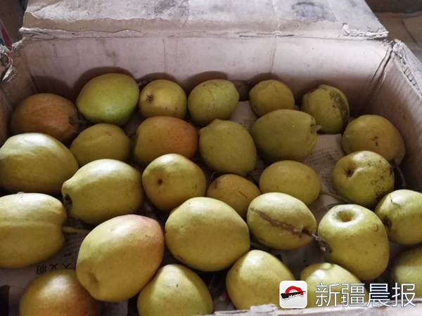 亲戚家10吨香梨没卖出干部集思广益解燃眉之急