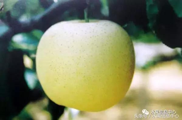 什么品种的梨子又大又甜水分又多,水果梨子产地