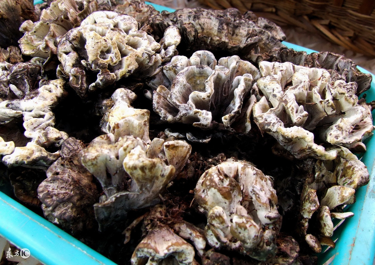 饭桌上的好物,公认最好吃的菌