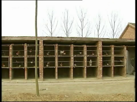 新款斗鸡养殖版,斗鸡的养殖技术视频播放