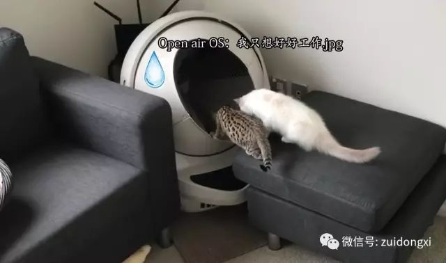 养猫如何不铲屎,什么猫不用铲屎呢