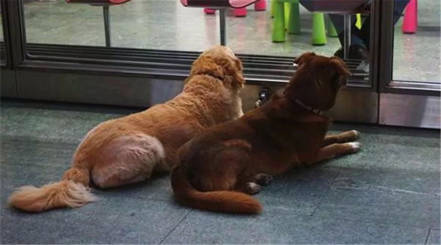 狗狗丢了怎么用互联网找,狗狗丢了12天了应该怎么找