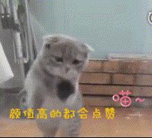 铲屎官出门后猫狗的反应,铲屎官怎么对待猫