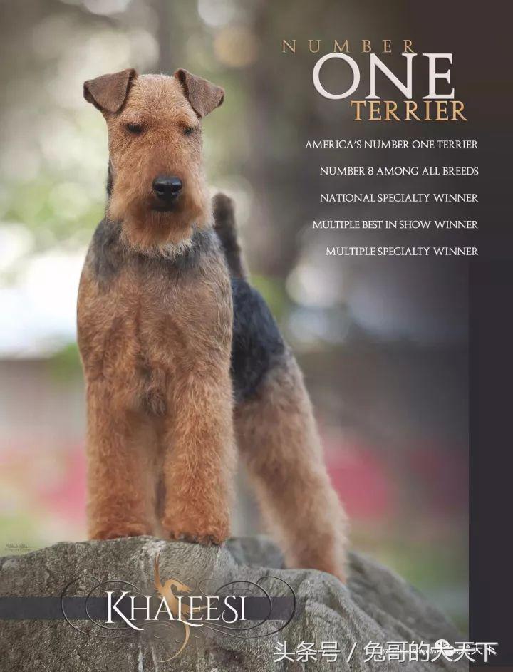 akc最受欢迎犬种排名,akc将犬种分为七个组别分别是