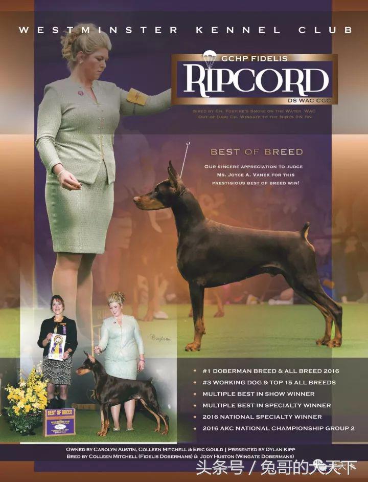 akc最受欢迎犬种排名,akc将犬种分为七个组别分别是