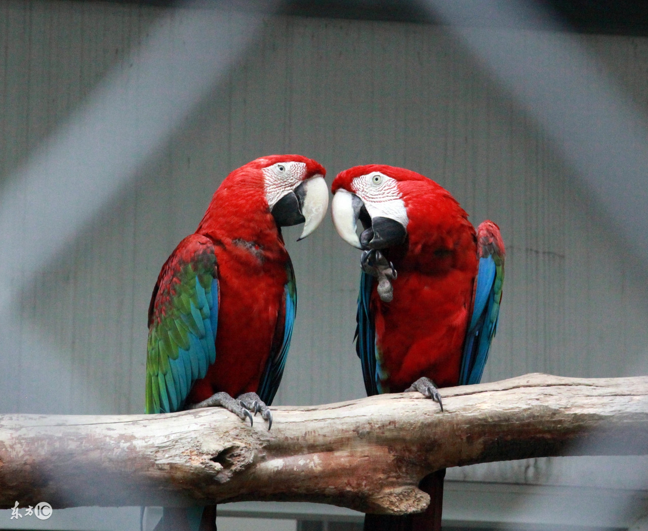 聪明的鹦鹉,聪明的鹦鹉童话故事