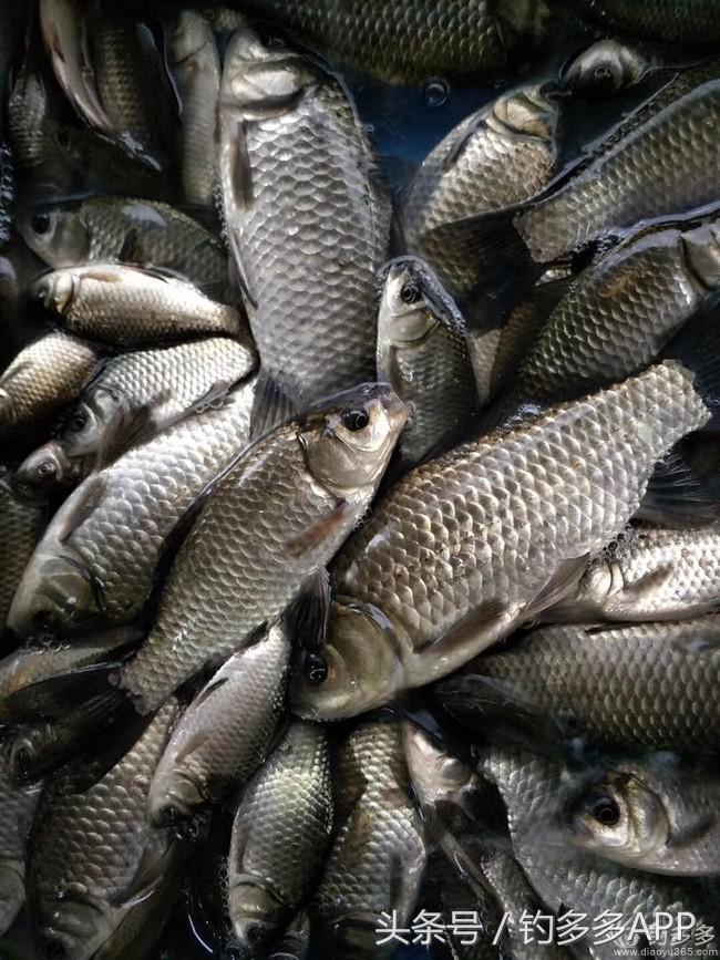 钓鱼圈天赋,学钓鱼从零开始野钓选鱼钩
