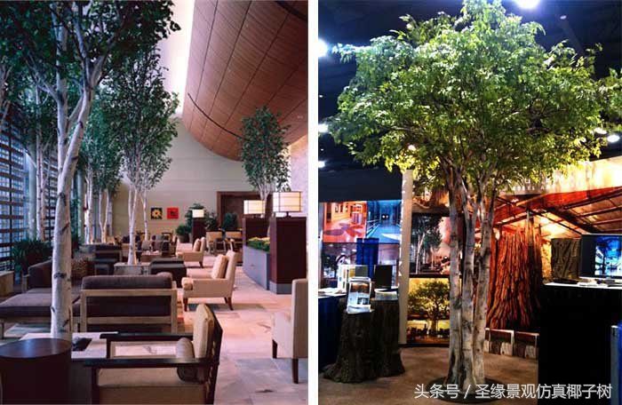 白桦俄罗斯国树,白桦树国树