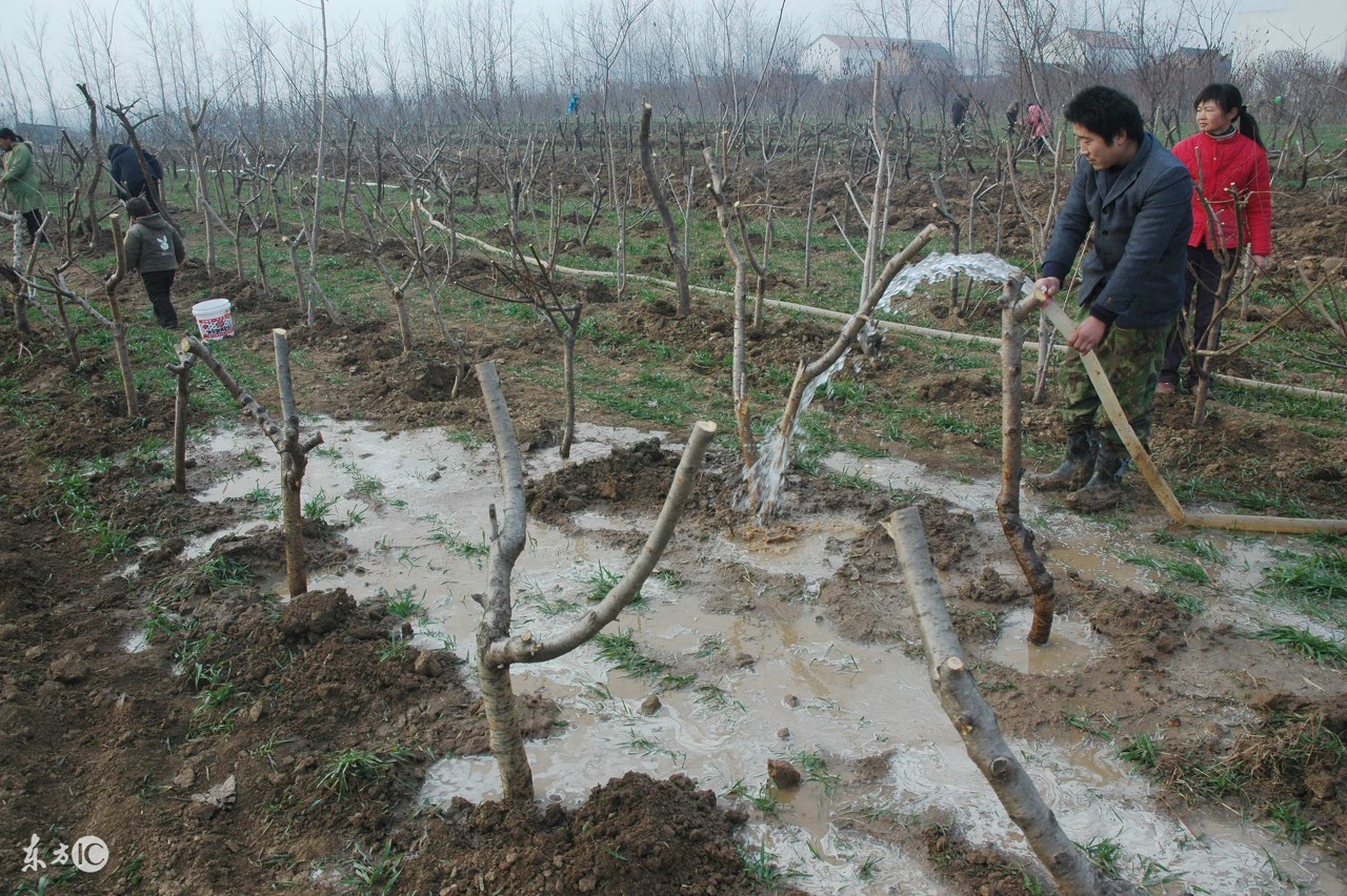 新栽的树没死但总不发芽怎么办,新栽的树苗不死不活怎么办