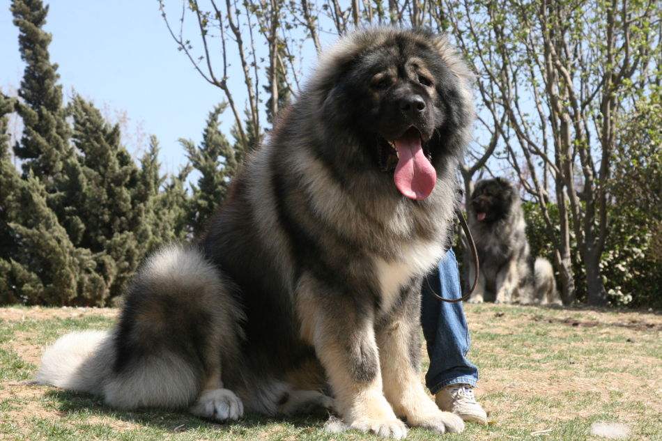 俄罗斯都敢养的宠物都有哪些,俄罗斯养的动物都是什么类型的