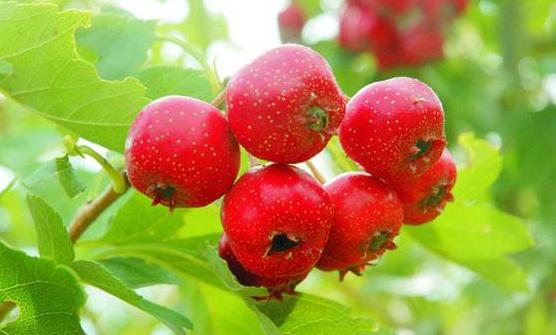 山楂树黄化病治疗方法,山楂黄叶的原因和处理办法