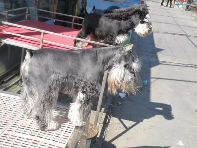 狗场黑幕,狗市骗局