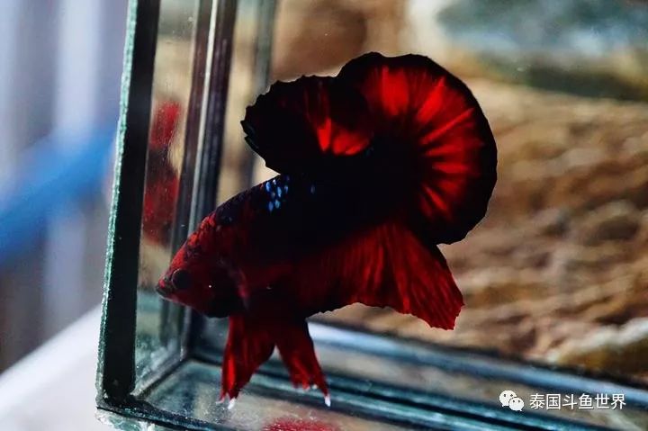 泰国斗鱼拍卖现场,泰国斗鱼拍卖平台有哪些