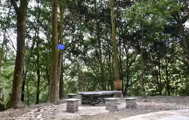 无量山樱花谷夏天,无量山樱花谷雾里看花