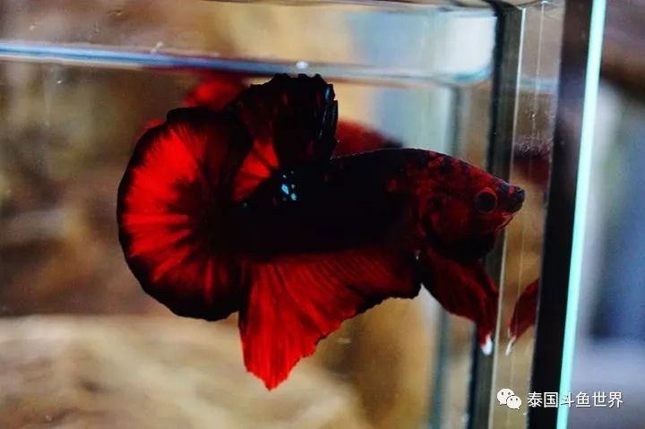 泰国斗鱼拍卖小丑鱼,泰国斗鱼拍卖最新视频