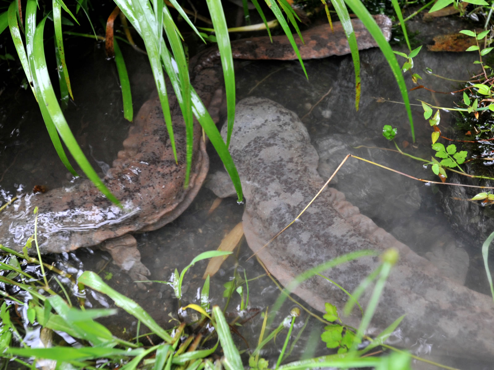 娃娃鱼为什么会缩水,为什么娃娃鱼能生存到现代