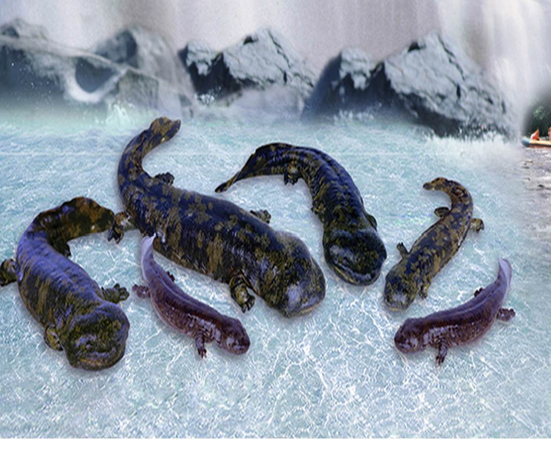 为什么“水中人参”久降停涨？娃娃鱼到底还能不能赚钱？