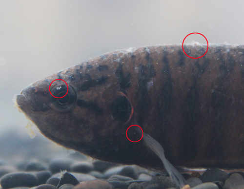 养鱼的朋友要知道的小技巧：水霉治疗方法