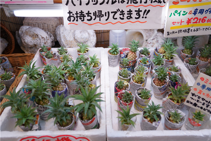 日本冲绳那霸免税店攻略,日本那霸攻略一日游自助游