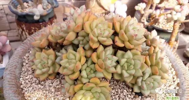 韩国大棚多肉视频,韩国原装进口多肉大棚