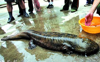 娃娃鱼为什么会缩水,为什么娃娃鱼能生存到现代