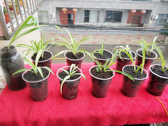 家里吊兰叶子发黄怎么办,家里的吊兰烂叶子怎么回事