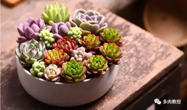 韩国大棚多肉视频,韩国原装进口多肉大棚