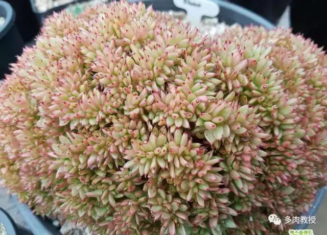 速看!韩国大棚主10大多肉镇店之宝,美呆了!