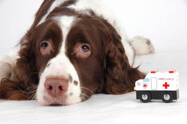 幼犬常见疾病有哪些,幼犬常见四大致命死因