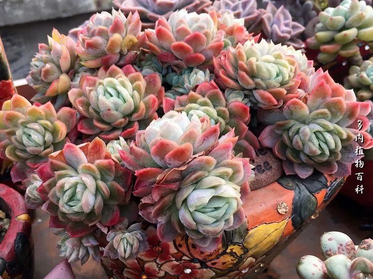 视觉盛宴美不胜收美图,视觉盛宴每个画面都美极了